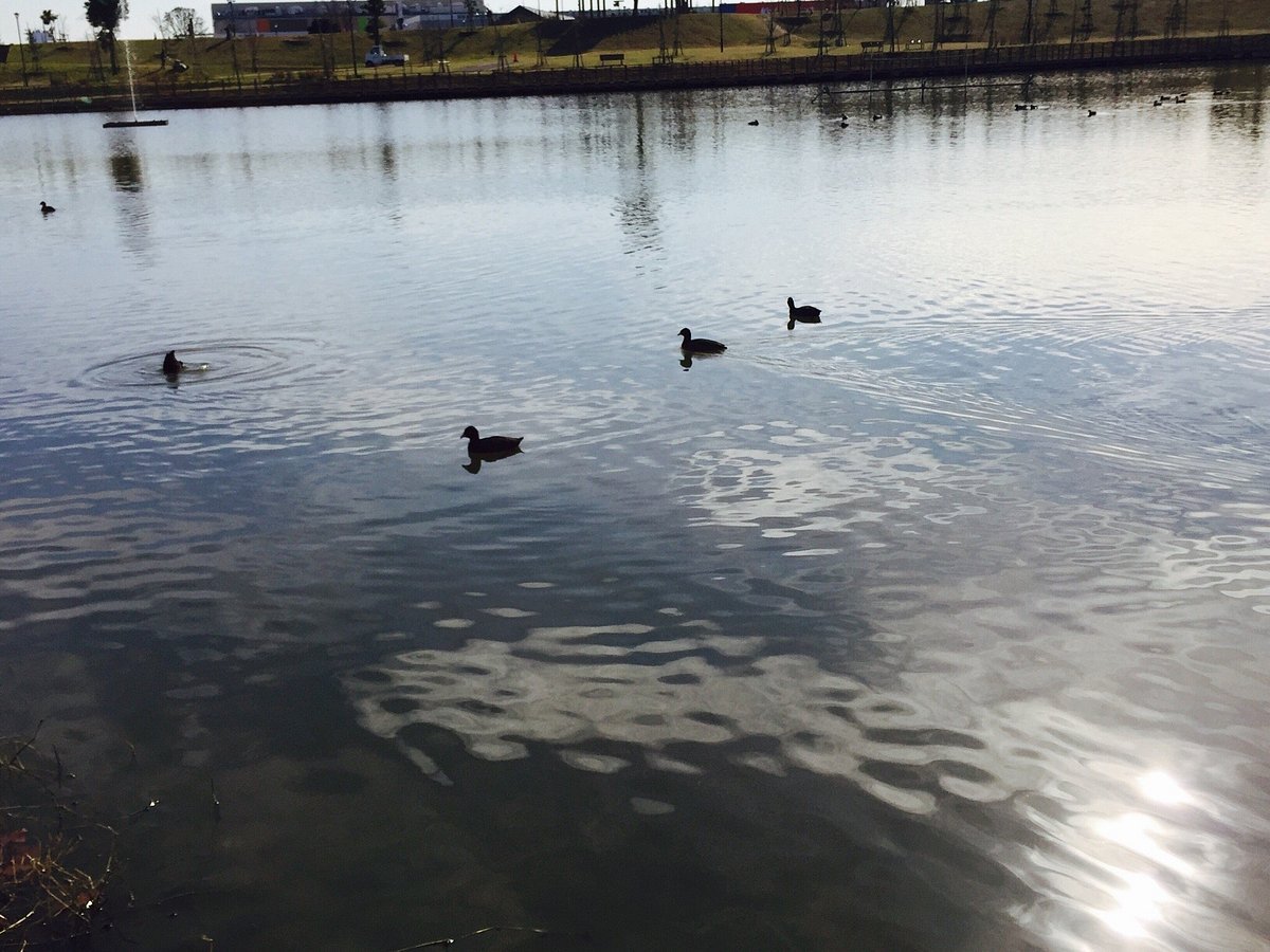 🏞️ 카즈사 사라시나 공원(카즈사 사라시나 코엔) 이미지 6